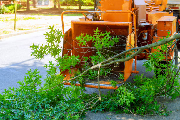 Best Tree Trimming Near Me  in Williamsport, PA